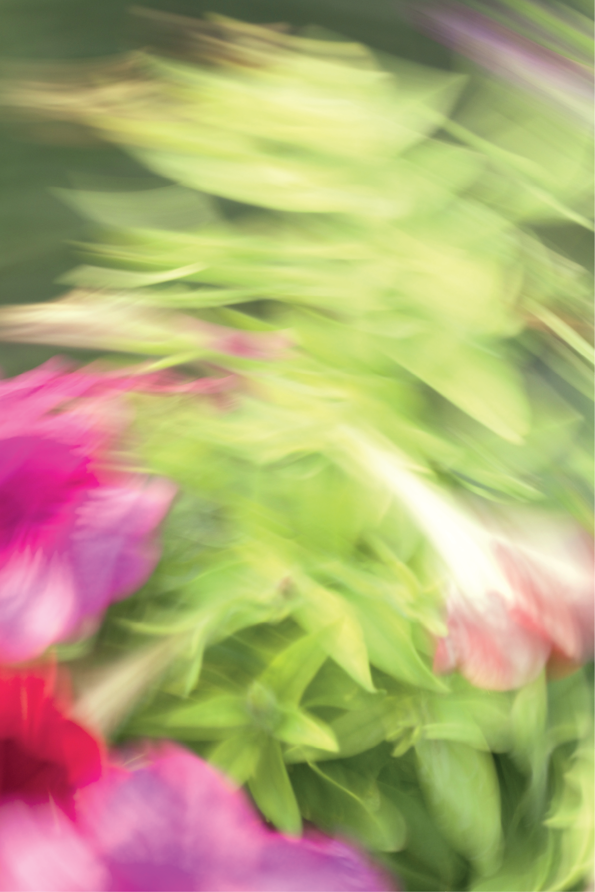 Blurred image of pink flowers and green leaves